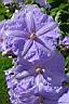 solanum wendlandii 2.jpg